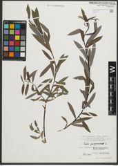 Foto von Salix purpurea L.